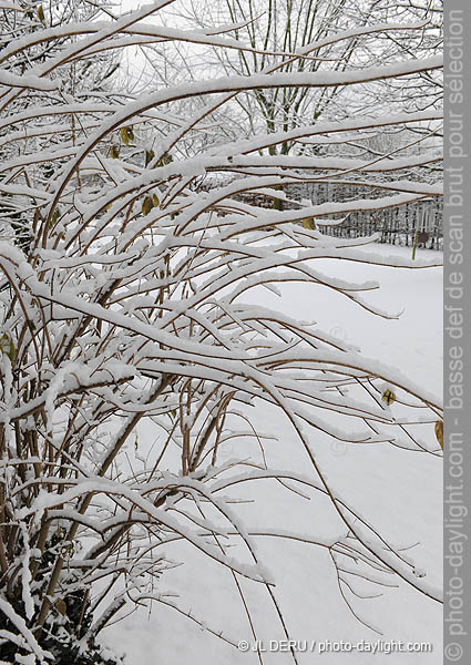 jardin sous la neige